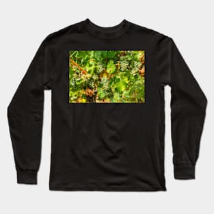 Ripening grapes on the vine Long Sleeve T-Shirt